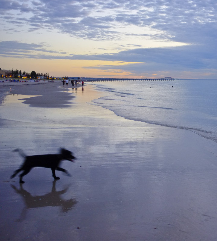 Black Dog