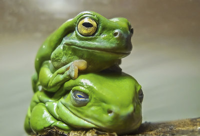 Green Tree Frog