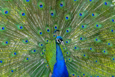Peacock display