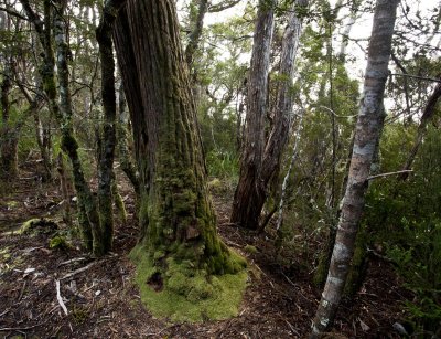 Cradle Mountain
