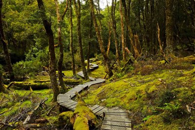 Tasmanian Rainforest