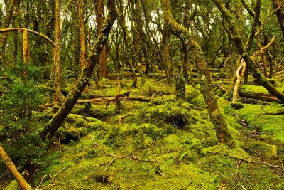 Tasmanian Rainforest