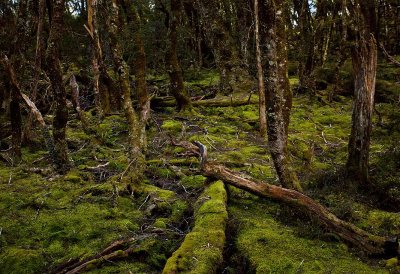 Tasmanian Rainforest
