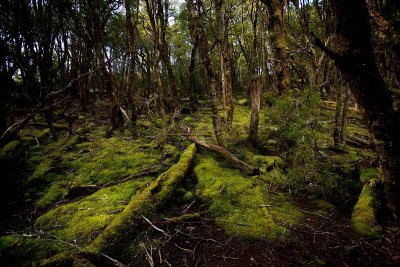 Tasmanian Rainforest