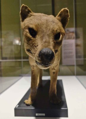 The Thylacine: Skinned, Stuffed, Pickled and Persecuted
