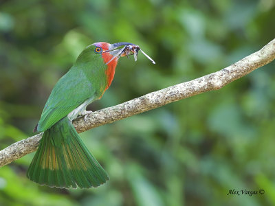 Red-bearded Bee-eater - 2012