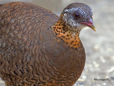 Scaly-breasted Partridge - profile - 2011