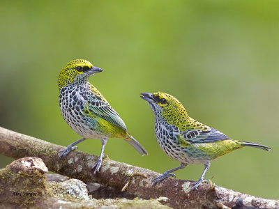 Speckled Tanager - 2 - 2013