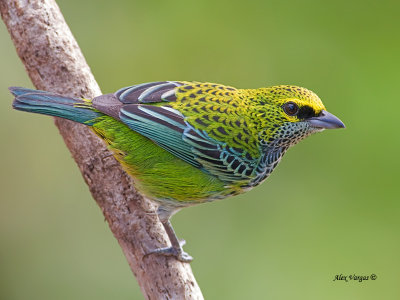 Speckled Tanager 2013