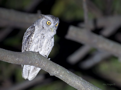 Pacific Screech Owl - 3 - 2013