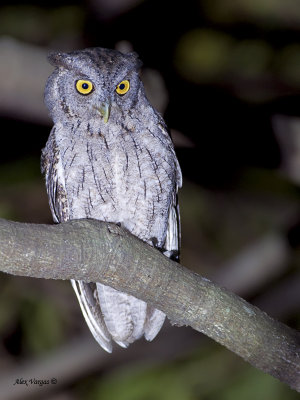 Pacific Screech Owl - 2 - 2013