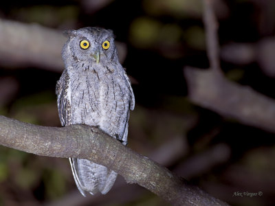 Pacific Screech Owl - 2013