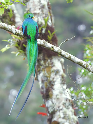 Resplendent Quetzal - male 4 - 2013