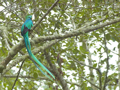 Resplendent Quetzal - male - 2013