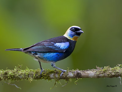Golden-hooded Tanager - 2 - 2013