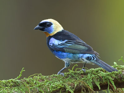 Golden-hooded Tanager 2013