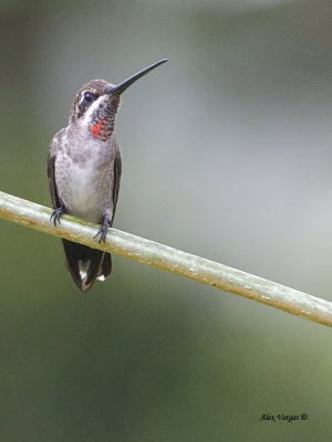 Plain-capped Starthroat - 4 - 2013