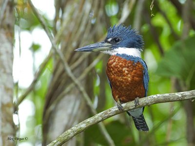 Ringed Kingfisher - male - 2013