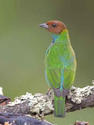 Bay-headed Tanager - female - 2013