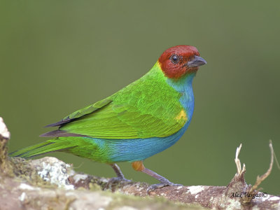 Bay-headed Tanager - male - 2013