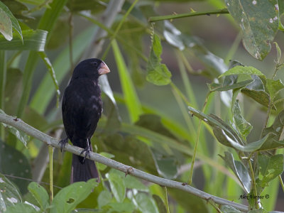 Nicaraguan Seed-Finch - 2013 - male 3