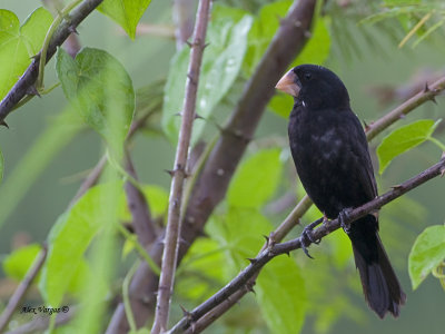 Nicaraguan Seed-Finch 2013