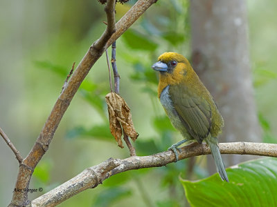 Prong-billed Barbet 2013 - 2