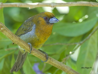 Prong-billed Barbet 2013