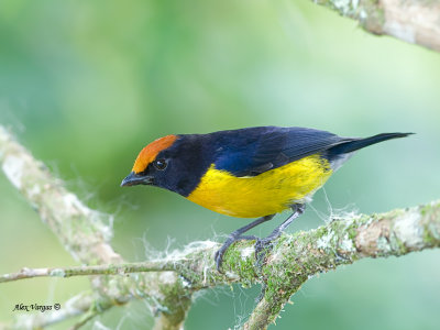 Tawny-capped Euphonia 2013