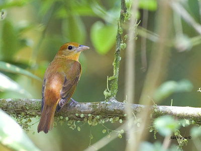 Summer Tanager - juvenile - 2013