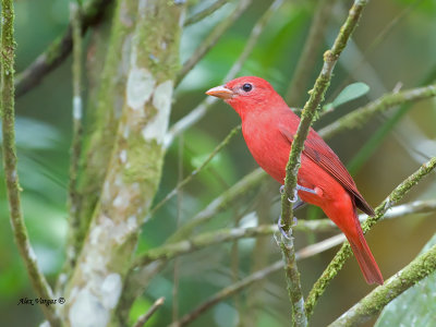 Summer Tanager - male - 2013