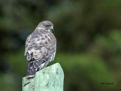 Broad-winged Hawk 2013