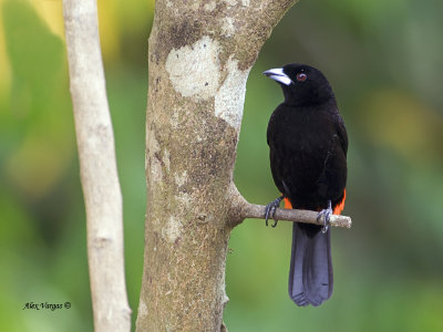 Cherrie's Tanager 2013 - male 2