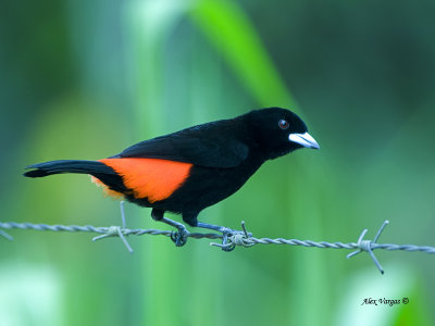 Cherrie's Tanager 2013