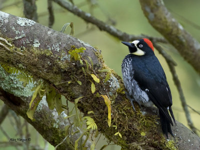 Acorn Woodpecker - female 2 - 2013