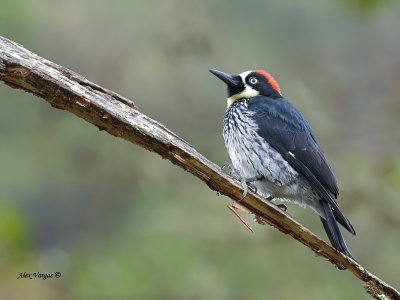 Acorn Woodpecker - male 2 - 2013