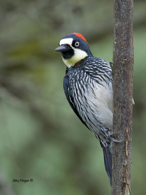 Acorn Woodpecker - female - 2013
