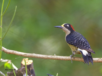 Black-cheeked Woodpecker 2013