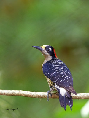 Black-cheeked Woodpecker - female - 2013