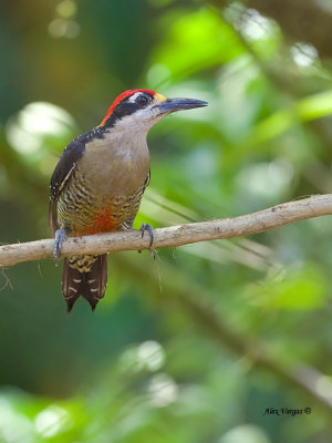 Black-cheeked Woodpecker - male 2 - 2013