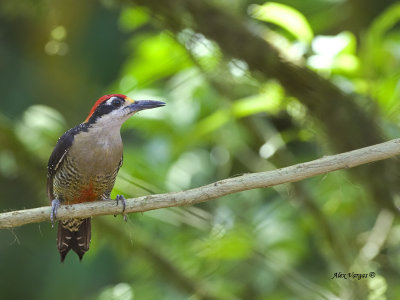 Black-cheeked Woodpecker - male - 2013