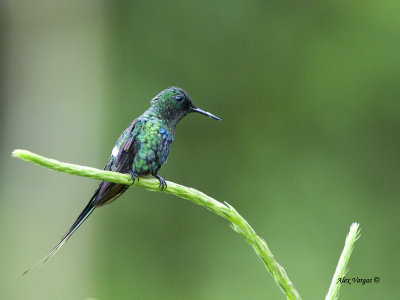 Green Thorntail - male - 2013