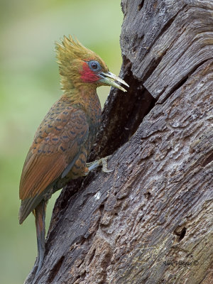 Chestnut-colored Woodpecker 2013 - 2