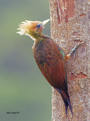Chestnut-colored Woodpecker - juvenile - 2013