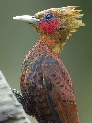 Chestnut-colored Woodpecker - portrait - 2013