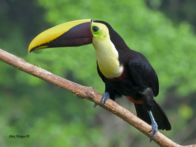 Chestnut-mandibled Toucan 2013