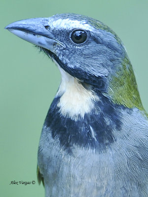 Buff-throated Saltator - portrait