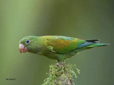 Orange-chinned Parakeet 2013