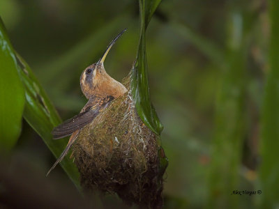 Stripe-throated Hermit - 2013 - 2