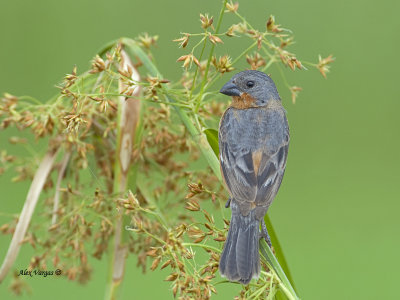 Ruddy-breasted Seedeater - 2013 - male 2